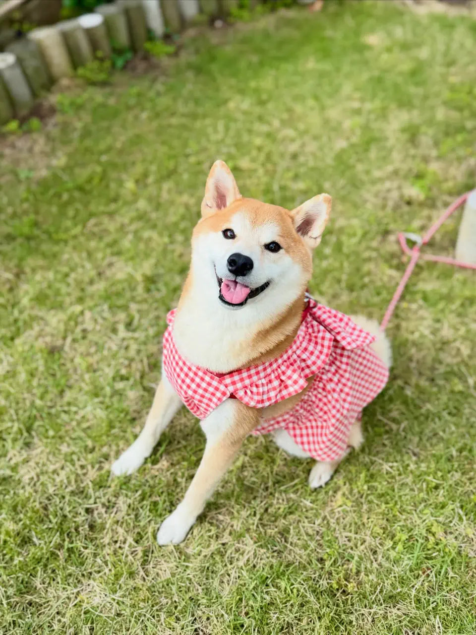 ロックミシン無しで作れるバックリボンフリル ドッグワンピースの型紙 犬服 Parte作品例 18084560246147979_5_960 1